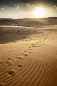 Bild-Nr: 11250040 Spuren Wüste Wahiba Oman Erstellt von: Wolfgang Zwanzger