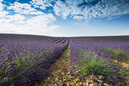 Bild-Nr: 11321892 Lavendel 5 Erstellt von: danielschoenen