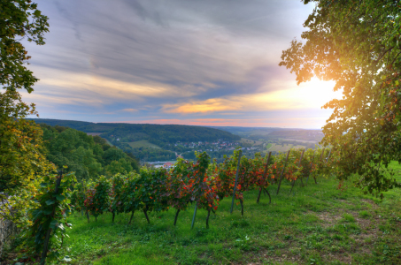 Bild-Nr: 11354360 Weinberg Erstellt von: Steffen Gierok