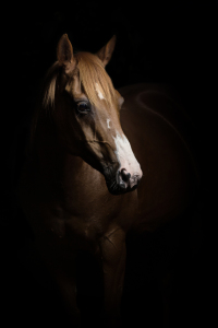 Bild-Nr: 11360892 Quarter Horse Erstellt von: PhotoArtistWinni
