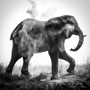 Bild-Nr: 11406130 Elephant Energy Erstellt von: marasmus