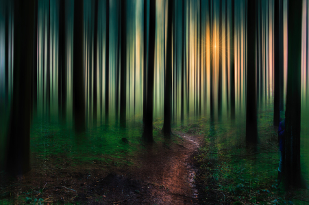 Bild-Nr: 11424473 Ein Weg in den Wald Erstellt von: Stefan Kierek