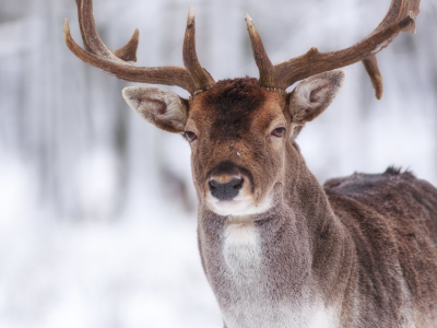 Bild-Nr: 11425006 mein Wintergesicht Erstellt von: Daniela Beyer