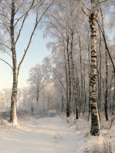 Bild-Nr: 11458319 Wintereinbruch Erstellt von: Ostfriese