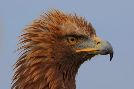 Bild-Nr: 11461134 König der Lüfte Erstellt von: Taunusbilder