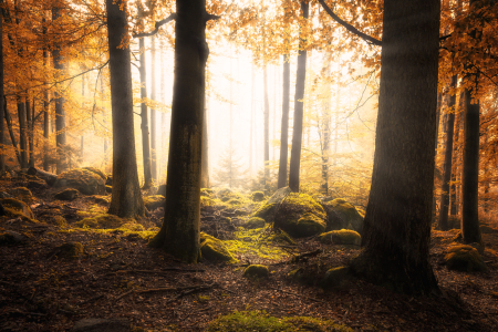 Bild-Nr: 11463914 Magisches Licht im Wald Erstellt von: Oliver Henze
