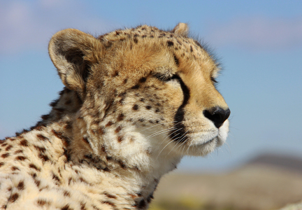 Bild-Nr: 11477082 träumender Gepard Erstellt von: Metalmaus