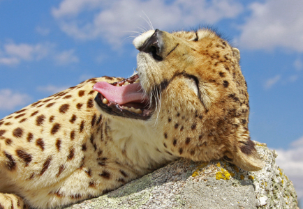 Bild-Nr: 11477118 gähnender Gepard Erstellt von: Metalmaus