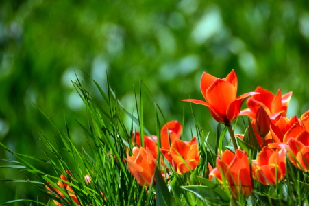 Bild-Nr: 11480084 Tulpen im Gras Erstellt von: GUGIGEI