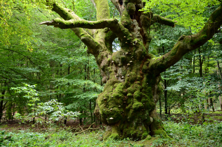 Bild-Nr: 11481894 Der Wald lebt Erstellt von: Ostfriese