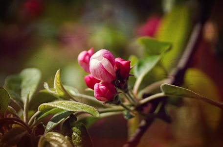Bild-Nr: 11491150 Apple Blossom Erstellt von: youhaveadream