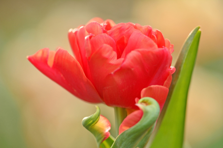 Bild-Nr: 11494411 Tulpen Erstellt von: Ostfriese