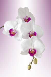 Bild-Nr: 11497587 Orchidee Phalaenopsis - orchid phal Erstellt von: Callisto
