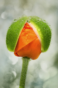 Bild-Nr: 11500582 Papaver orientale Erstellt von: Thomas Herzog