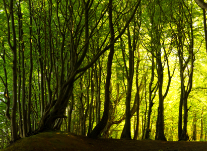 Bild-Nr: 11507470 Rügen Urwald  Erstellt von: Michael Rechter