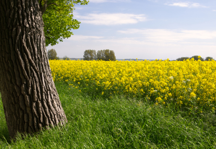 Bild-Nr: 11507520 Rügen Lancken Rapsfeld Erstellt von: Michael Rechter