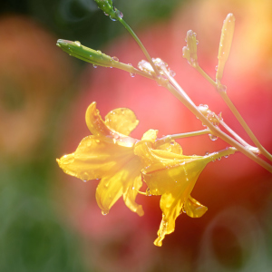 Bild-Nr: 11530586 colors of summer Erstellt von: Rolf Eschbach