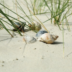 Bild-Nr: 11532166 Baltrum Muscheln  ..  Erstellt von: Ursula Reins