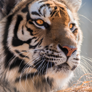 Bild-Nr: 11532532 Sibirischer Tiger Erstellt von: Richard-Young