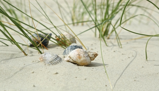 Bild-Nr: 11532760 Baltrum Muscheln ..  - 3 - Erstellt von: Ursula Reins