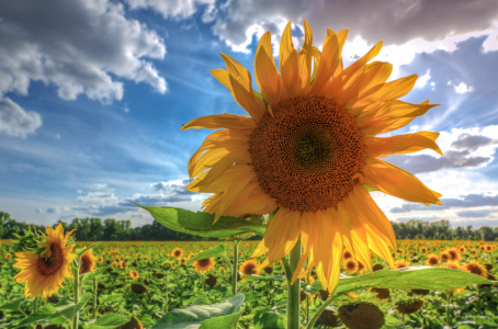 Bild-Nr: 11544196 Sonnenblumen Erstellt von: Steffen Gierok
