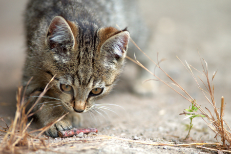 Bild-Nr: 11554438 Katzenkind Erstellt von: Tanja Riedel