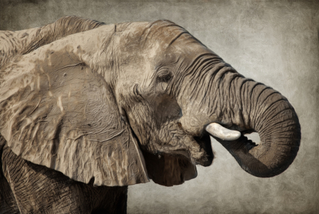 Bild-Nr: 11563868 Afrikanischer Elefant Erstellt von: Angela  Dölling