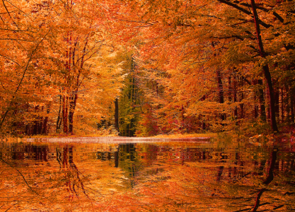 Bild-Nr: 11607591 Waldweiher im Herbst Erstellt von: SusaZoom