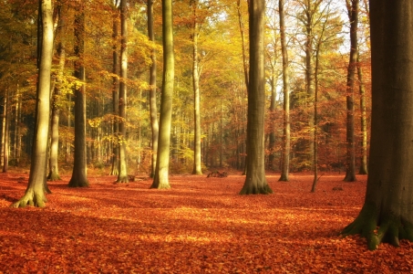 Bild-Nr: 11614707 Sonniger Herbst Wald Erstellt von: Susann Mielke