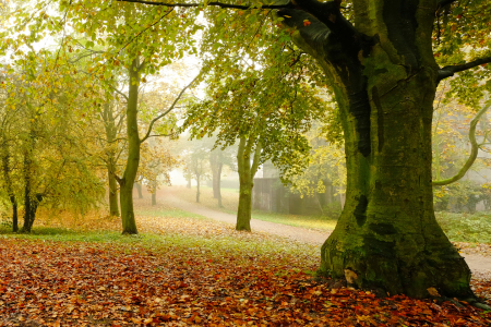 Bild-Nr: 11615645 Stark und Mächtig ist der Baum Erstellt von: Ostfriese