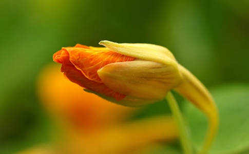 Bild-Nr: 11618963 Tropaeolum Erstellt von: youhaveadream