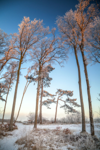 Bild-Nr: 11679678 Winterzauberwald Erstellt von: FotoDeHRO