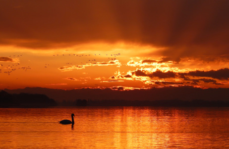 Bild-Nr: 11686138 Schwan im Sonnenaufgang Erstellt von: Kunze Kunze