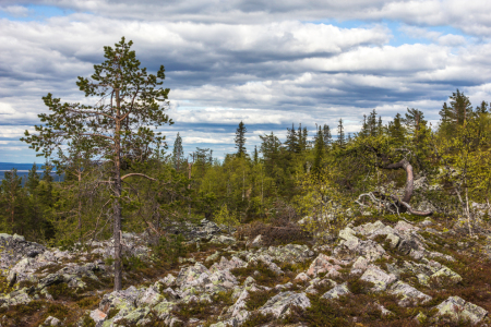 Bild-Nr: 11710484     Landschaft im Pyhä-Luosto National Park - Finnland  Erstellt von: Anja Schäfer