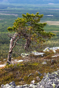 Bild-Nr: 11713190 Kiefer im  Pyhä-Luosto National Park  - Finnland 2 Erstellt von: Anja Schäfer