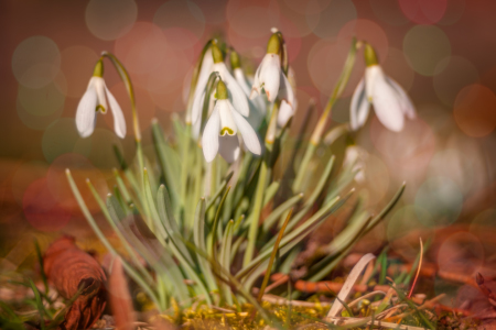 Bild-Nr: 11719586 Schneeglöckchen Erstellt von: FotoDeHRO