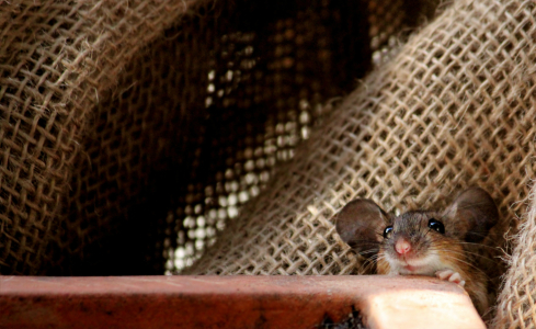 Bild-Nr: 11728726 Neugieriges kleines Mäuschen Erstellt von: Heike Hultsch