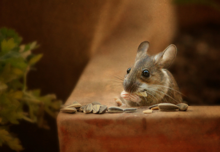 Bild-Nr: 11729338 Maus Erstellt von: Heike Hultsch