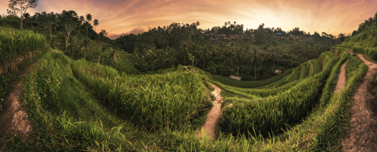 Bild-Nr: 11759636 Bali - Ubud Tegalalan Panorama Erstellt von: Jean Claude Castor