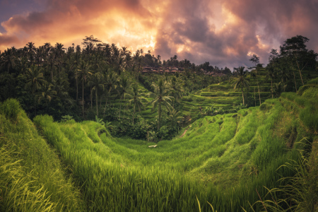 Bild-Nr: 11759646 Bali - Ubud Tegalalan Panorama Erstellt von: Jean Claude Castor