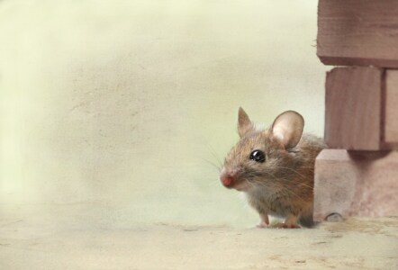 Bild-Nr: 11768624 Maus Anneliese Erstellt von: Heike Hultsch