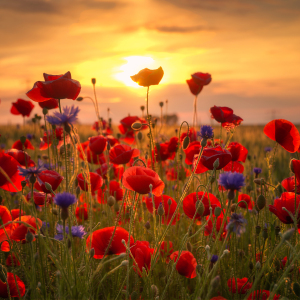 Bild-Nr: 11769150 Sommermohn Erstellt von: Steffen Gierok