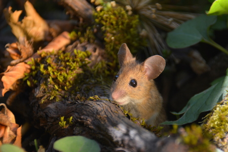 Bild-Nr: 11776784 goldige Maus Erstellt von: GUGIGEI