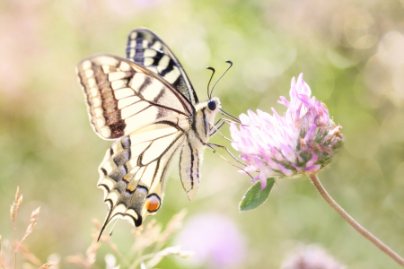 Bild-Nr: 11785188 Schwalbenschwanz Schmetterling Falter Erstellt von: Thomas Herzog