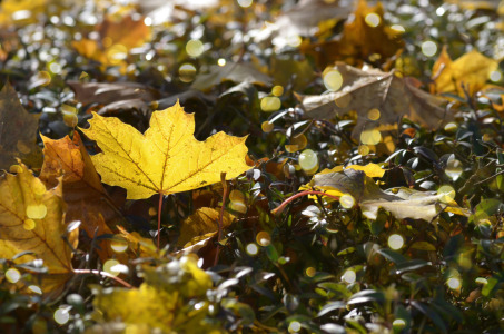 Bild-Nr: 11800124 Herbststimmung Erstellt von: zwergl0611