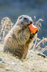 Bild-Nr: 11828941 Murmeltier Erstellt von: AlenaTerbachFotografie