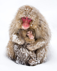 Bild-Nr: 11832347 Japanische Snow Monkeys Erstellt von: eyetronic