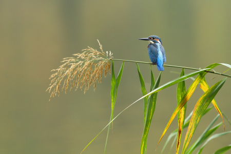 Bild-Nr: 11836449 Eisvogel Erstellt von: WildlifePhotography