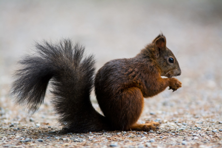 Bild-Nr: 11840041 Mittagszeit Erstellt von: AlenaTerbachFotografie