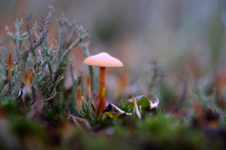 Bild-Nr: 11848731 Der Waldboden Erstellt von: Ostfriese